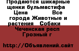 Продаются шикарные щенки бульмастифа › Цена ­ 45 000 - Все города Животные и растения » Собаки   . Чеченская респ.,Грозный г.